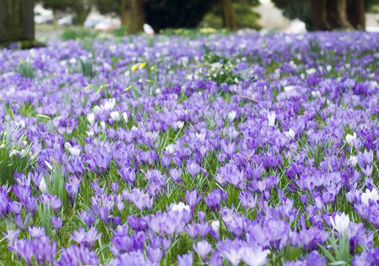 anh canh dong hoa lam hinh nen dep