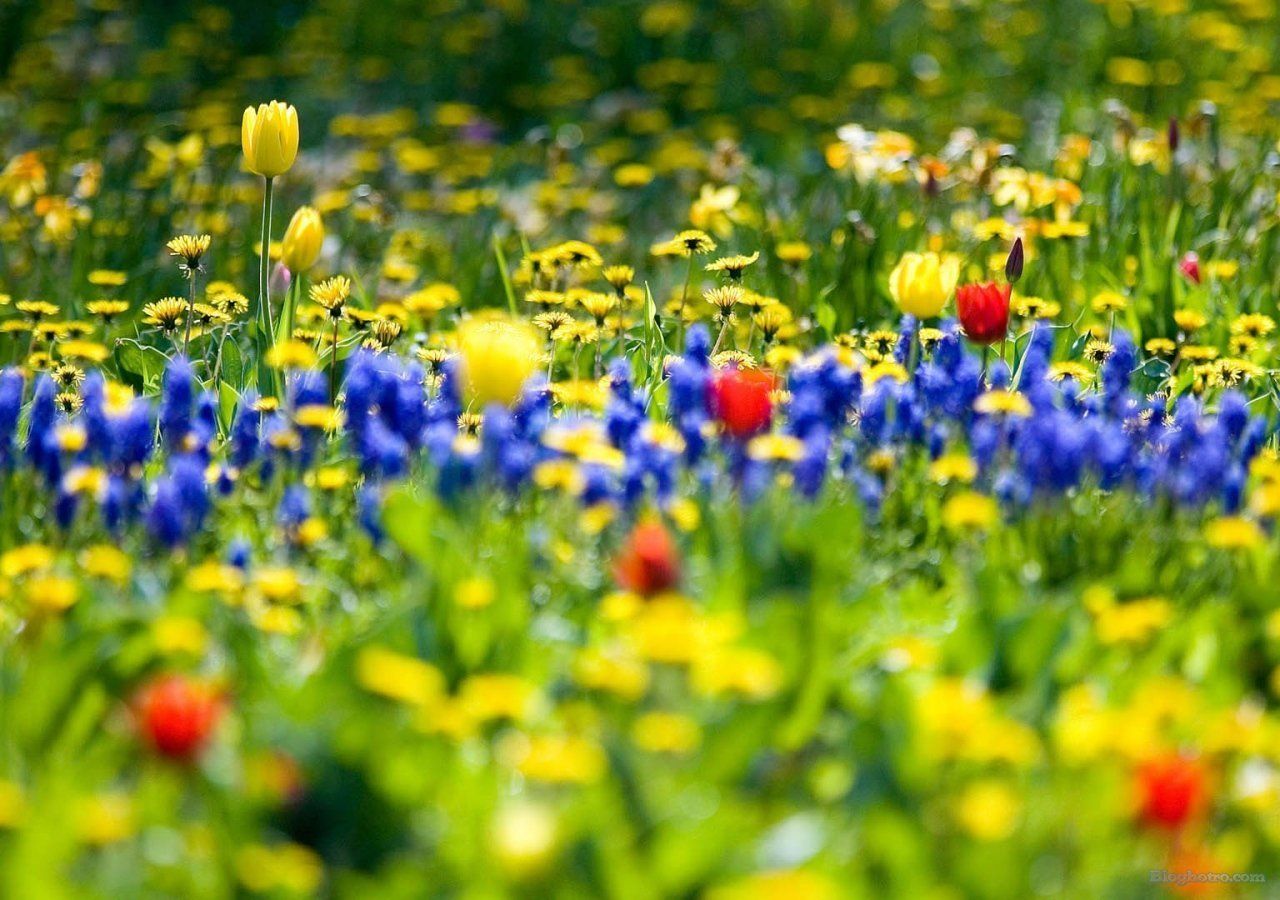 anh canh dong hoa lam hinh nen dep