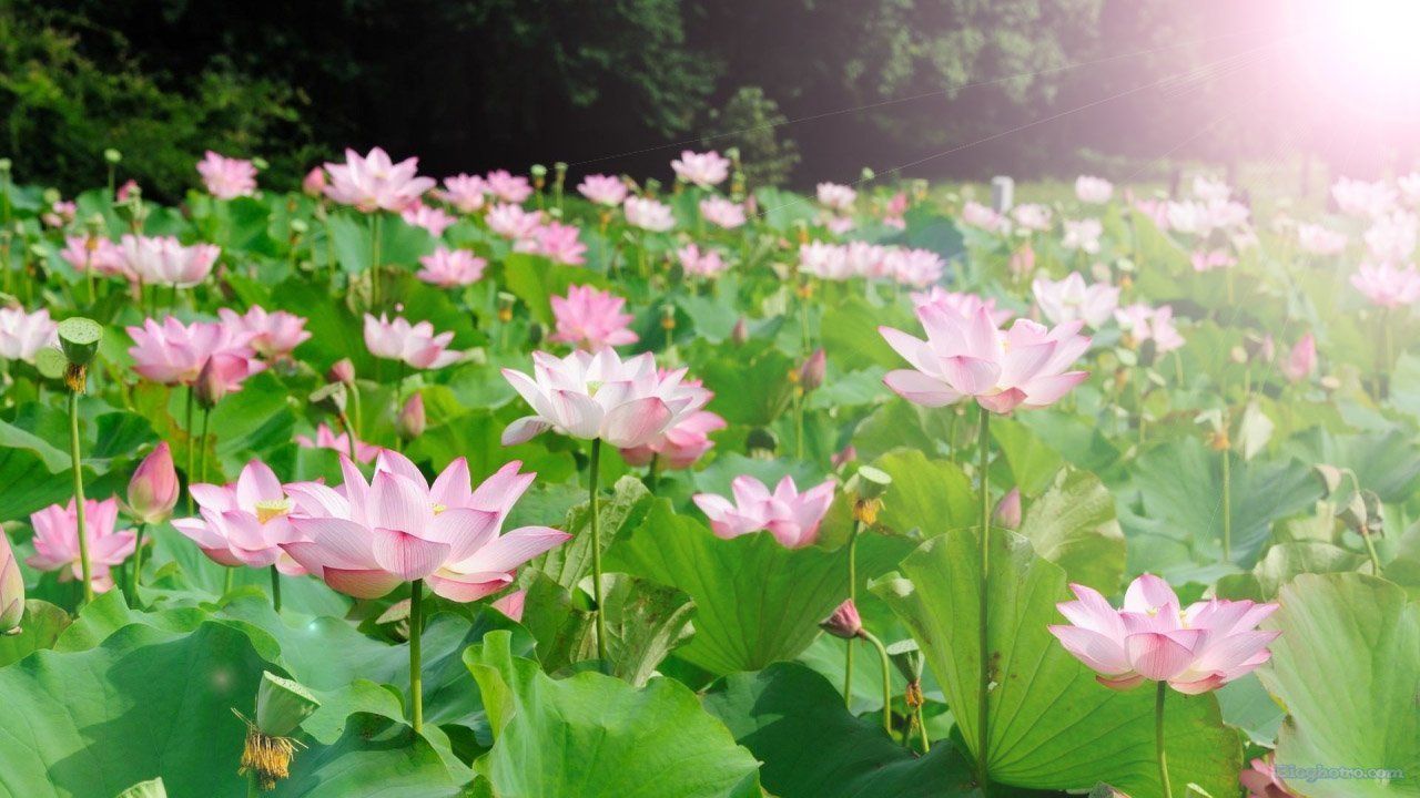 anh canh dong hoa lam hinh nen dep