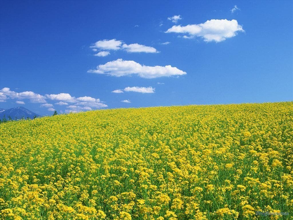 anh canh dong hoa lam hinh nen dep