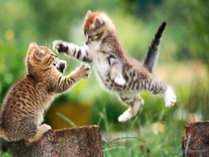 anh nhung loai dong vat cute lam hinh nen