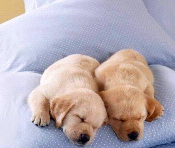 anh nhung loai dong vat cute lam hinh nen