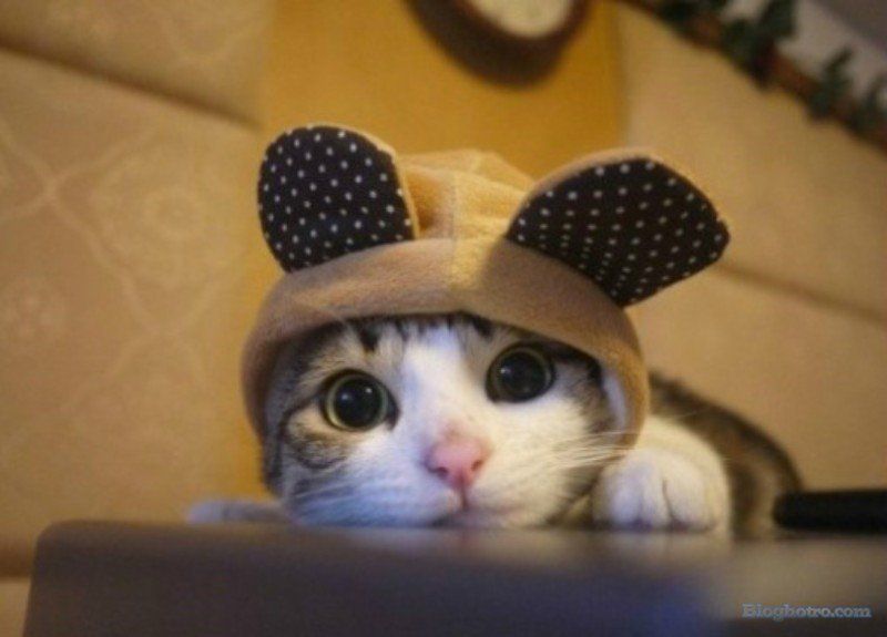 anh nhung loai dong vat cute lam hinh nen