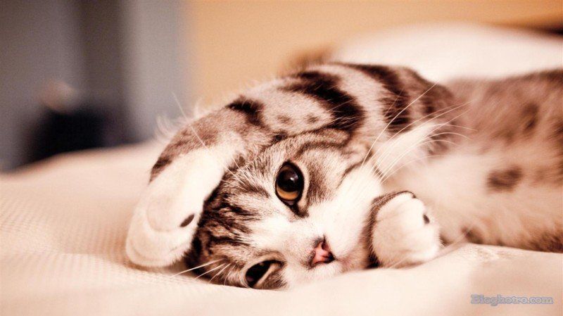 anh nhung loai dong vat cute lam hinh nen