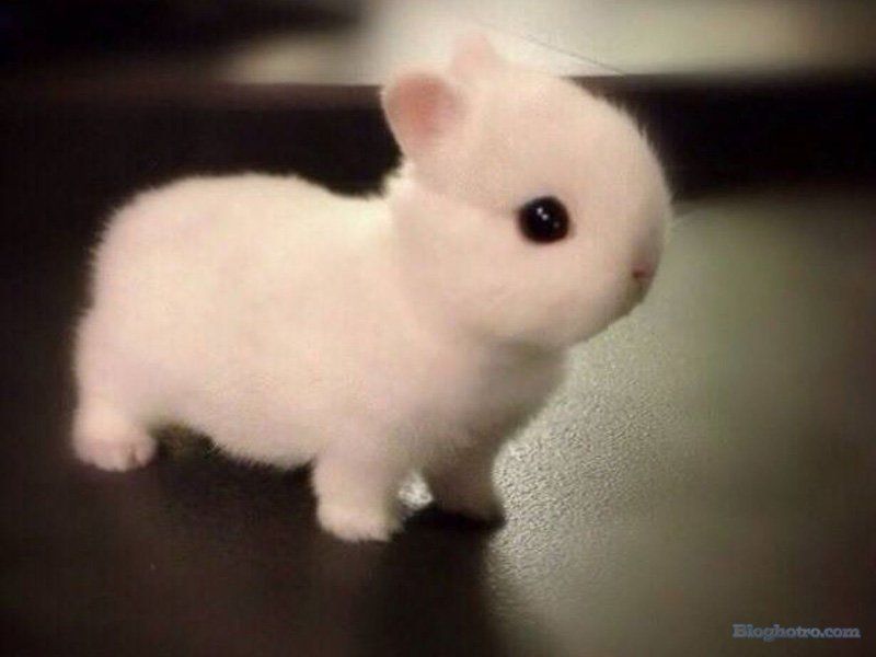 anh nhung loai dong vat cute lam hinh nen