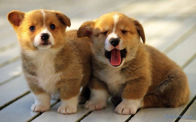 anh nhung loai dong vat cute lam hinh nen