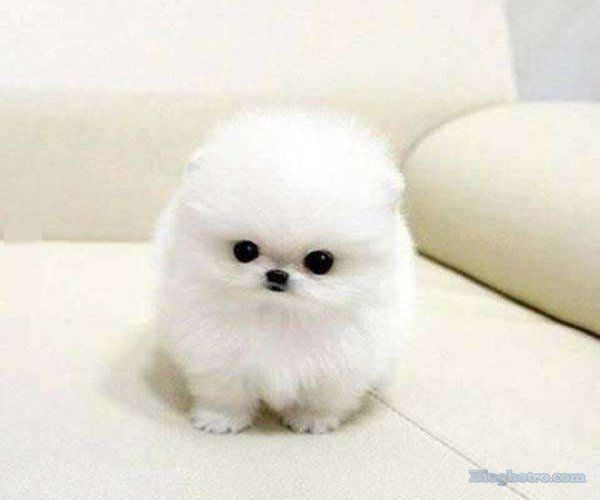 anh nhung loai dong vat cute lam hinh nen