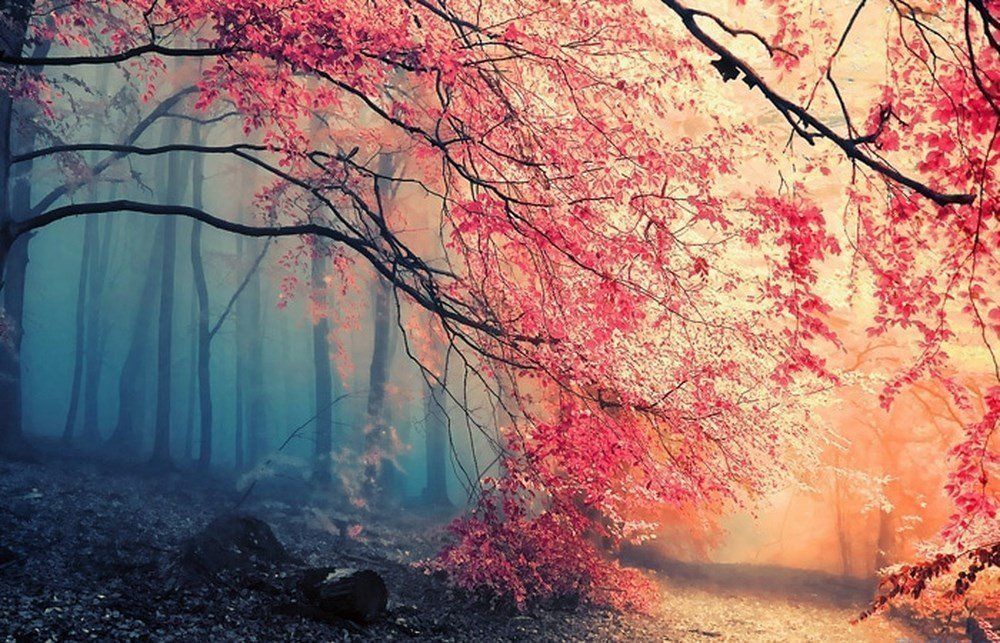 anh phong canh thien nhien lam hinh nen may tinh