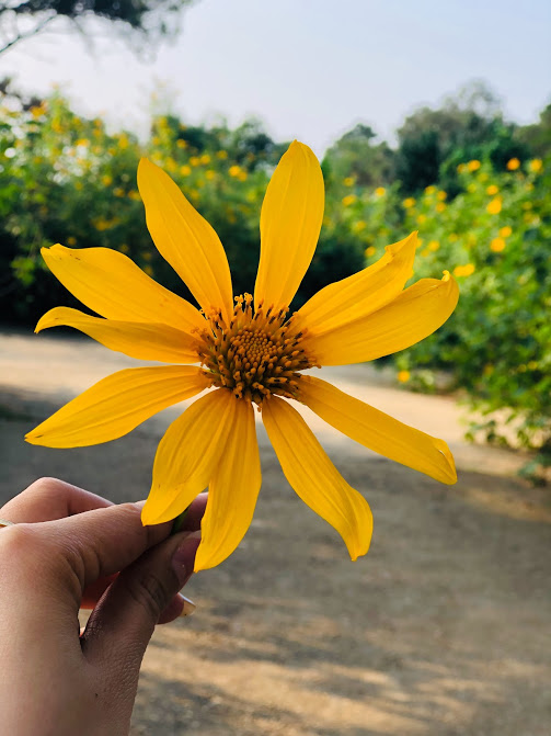 chup anh xoa phong tren iphone