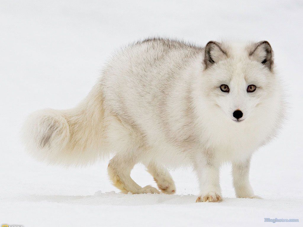 hinh dong vat de thuong nhat the gioi