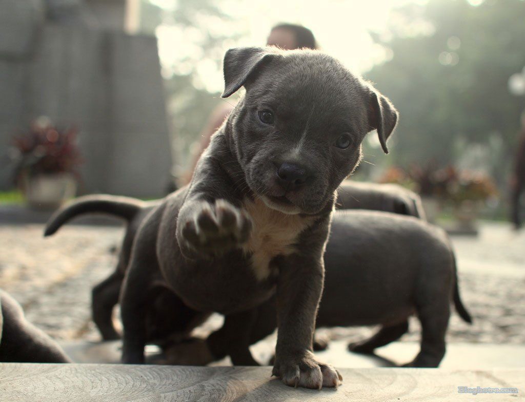 hinh dong vat de thuong nhat the gioi