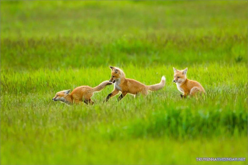 hinh dong vat de thuong nhat the gioi