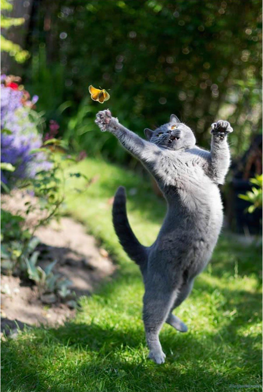 hinh nhung loai vat dang yeu lam anh nen