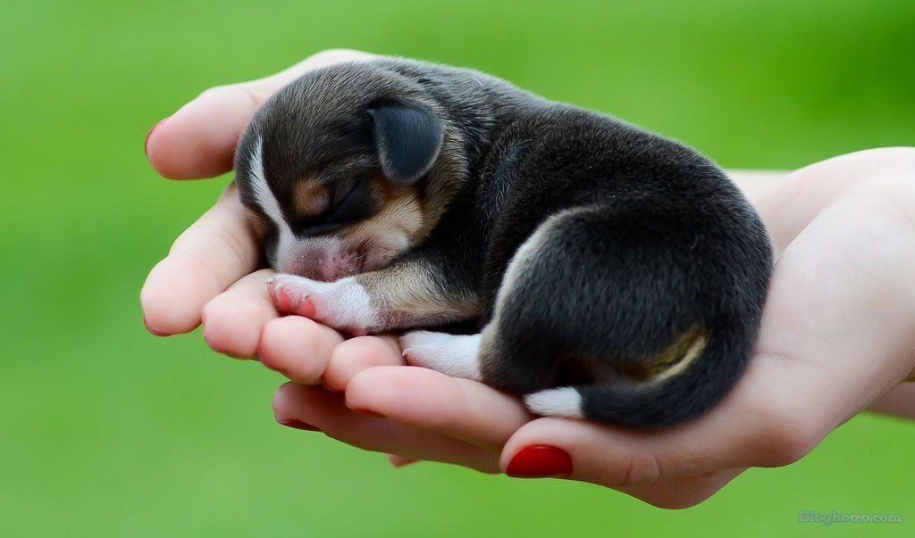 hinh nhung loai vat dang yeu lam anh nen