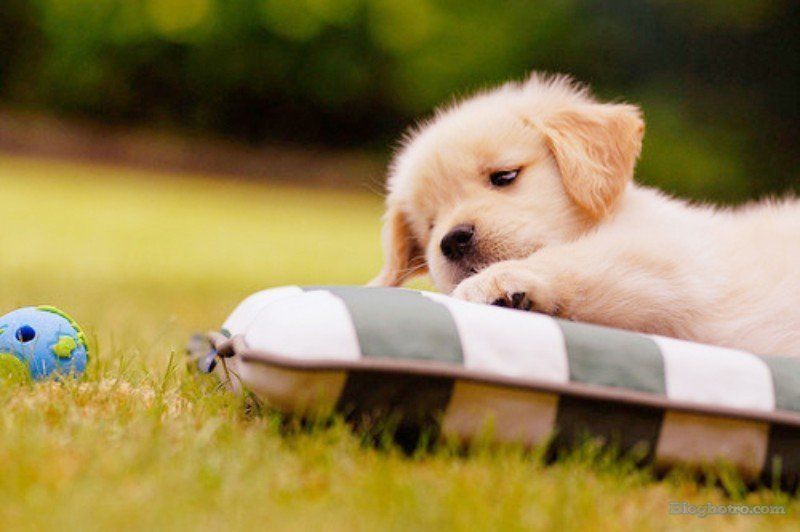 hinh nhung loai vat dang yeu lam anh nen