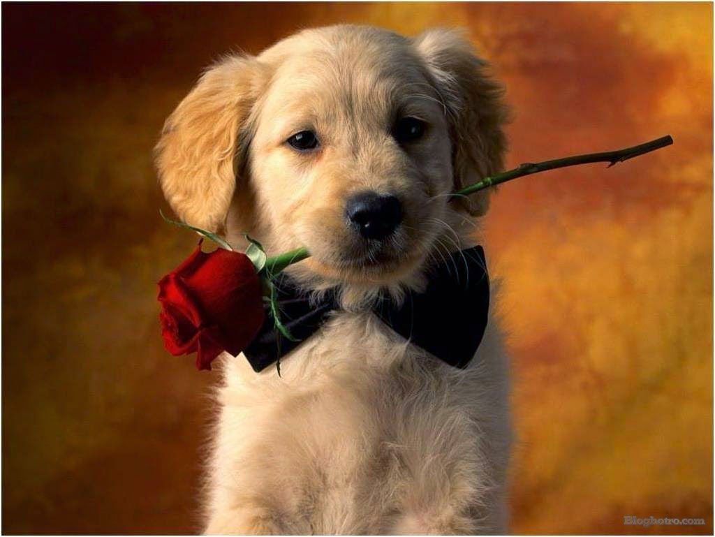 hinh nhung loai vat dang yeu lam anh nen